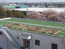 陸屋根緑化施工例１
